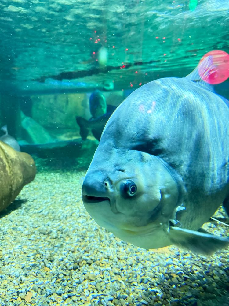 A fish with a big ass forehead 