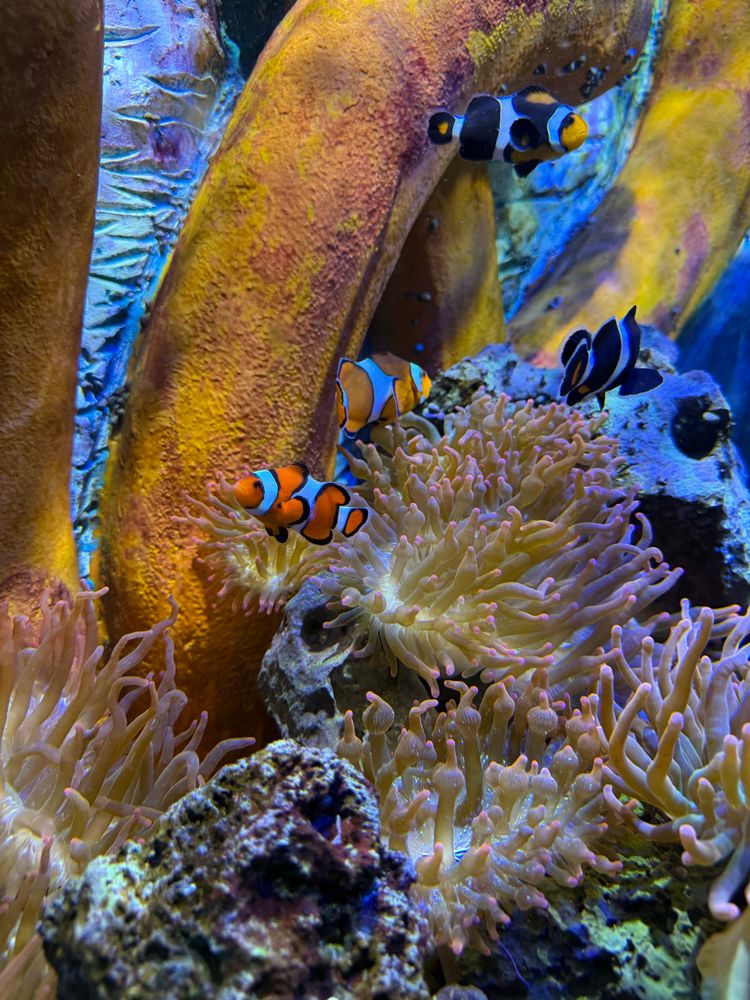 Clown fish in a tank 