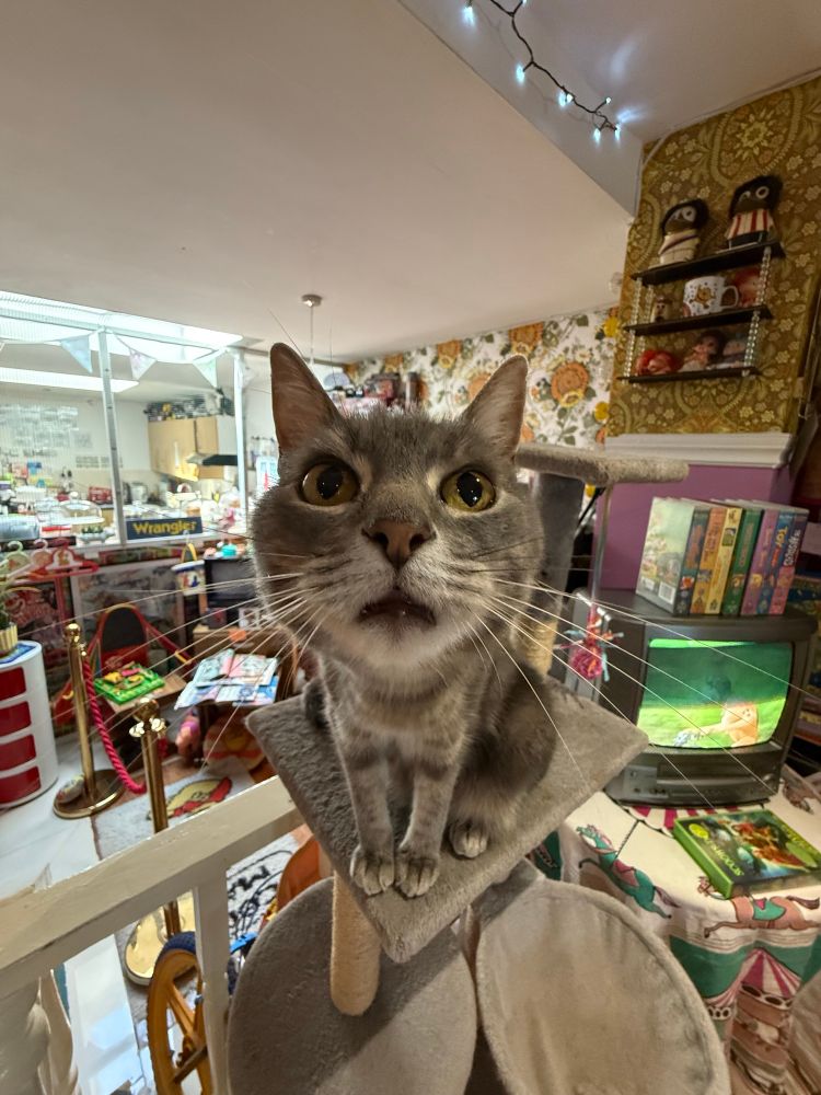 Cat looking at the camera 