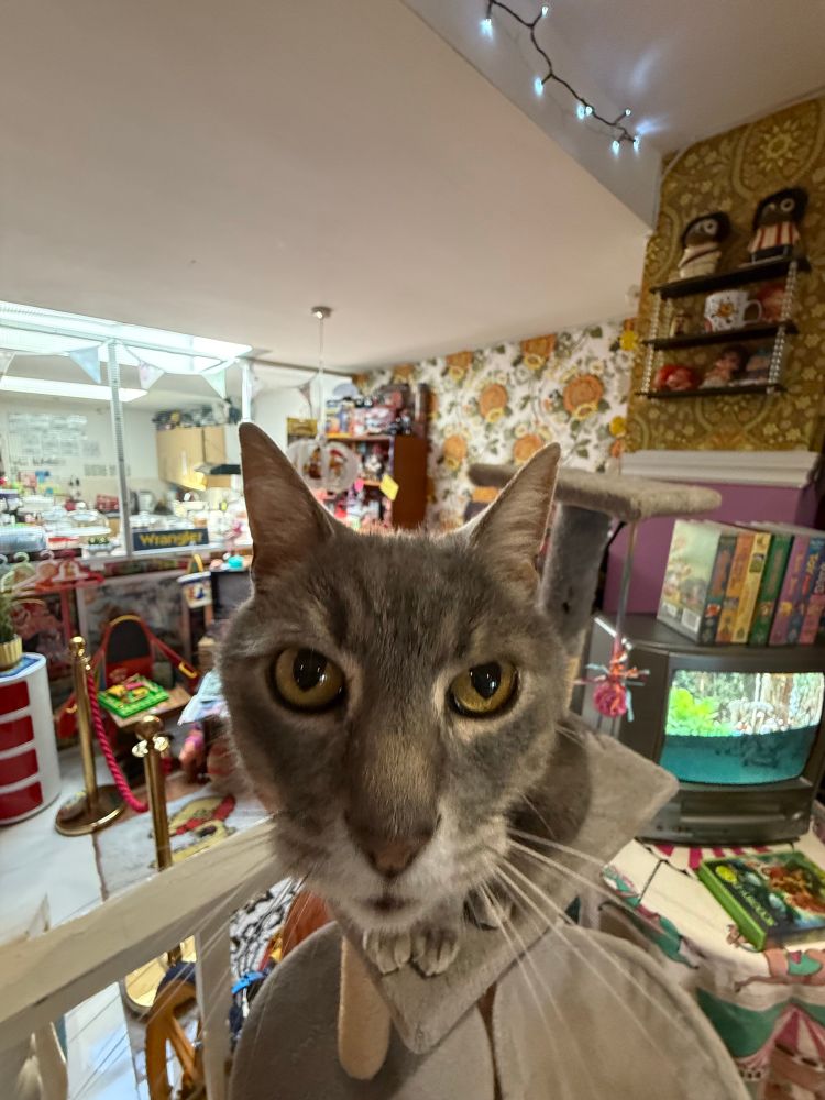 Cat with 0.5 lens leaning towards the camera 
