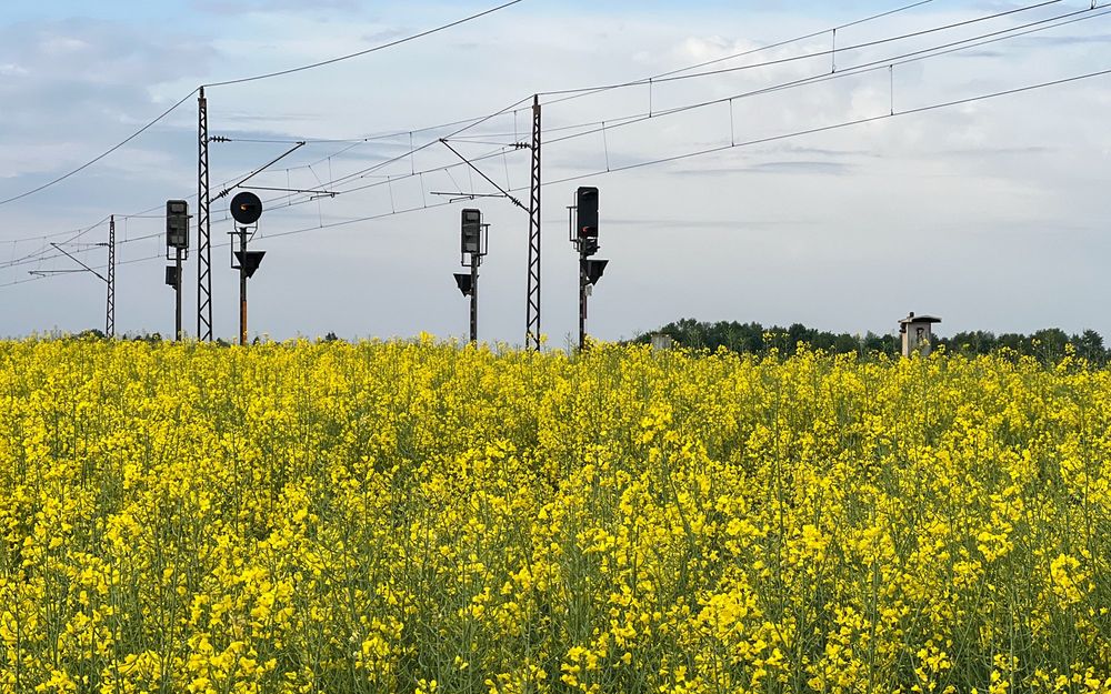 Im Vordergrund ein blühendes Rapsfeld. Dahinter Sk-Signale.