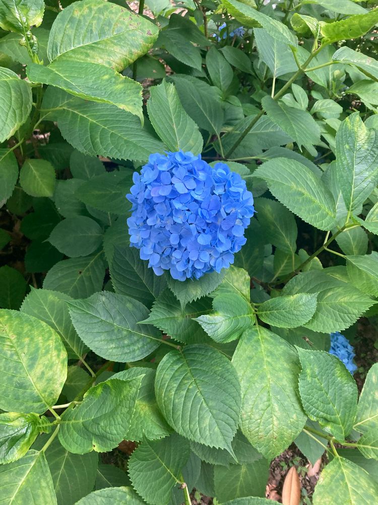青い紫陽花