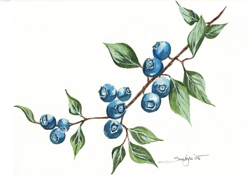 A watercolor painting of a twig full of blueberries. They look juicy and tasty and we all want to pick them and eat them but there's not enough for everybody. There are green leaves that are pretty, too. 