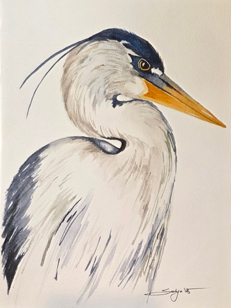 A watercolor painting of a blue heron his beak is yellow and his feathers a dark blue-grey. He looks cranky. 