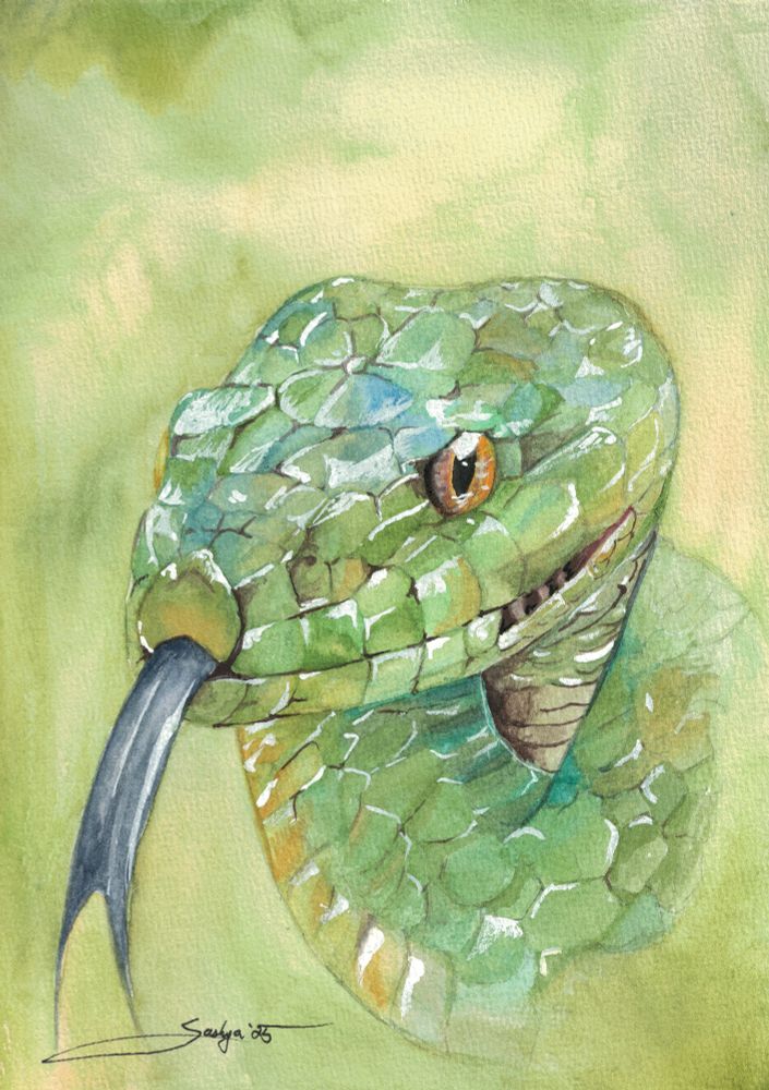 A watercolor painting of a green. He has blue and yellow highlights on his scales and you can see that they're very shiny.. his tongue is sticking out and it is a gray color. 