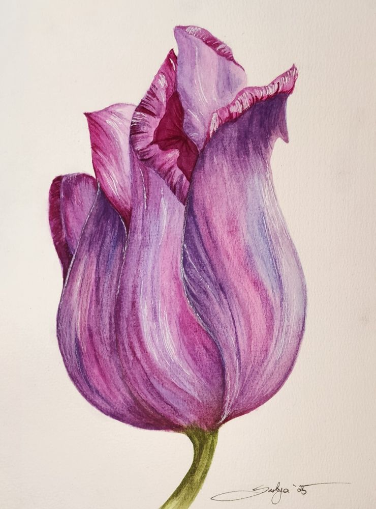A watercolor painting of a pink purple and lightly blue flower. Its pedals are closed up on upon one another and curled over. 