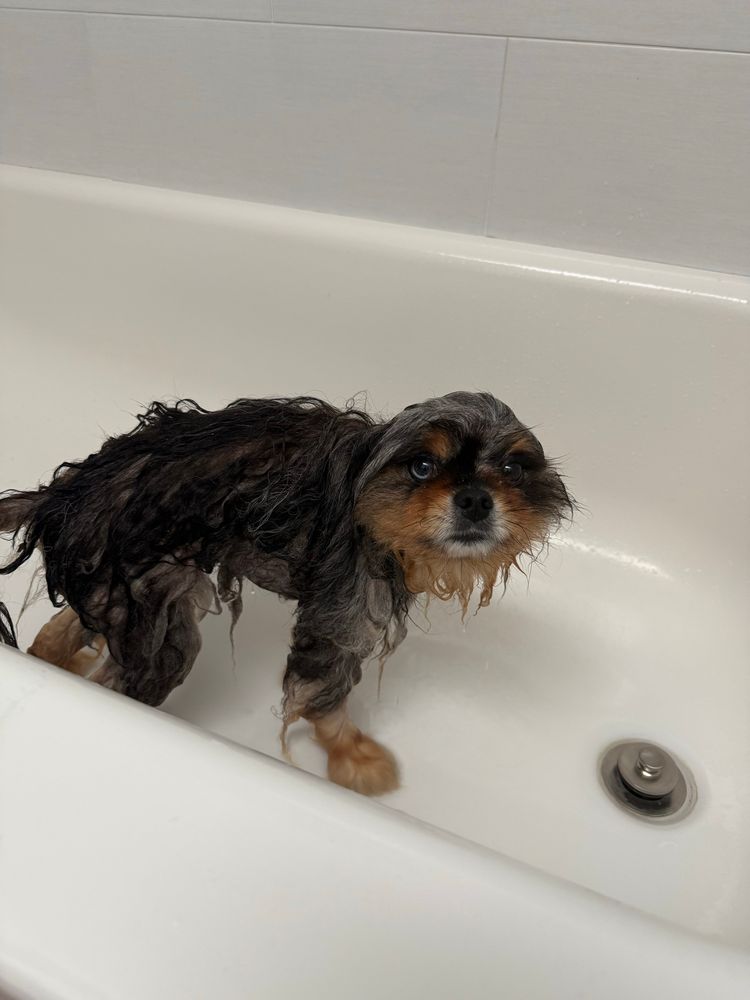 Gizmo. In a bathtub. Very wet. And unhappy about it. 