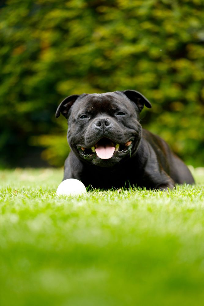A black dog with a very large, round face lays in a field of grass with a ball nearby. 