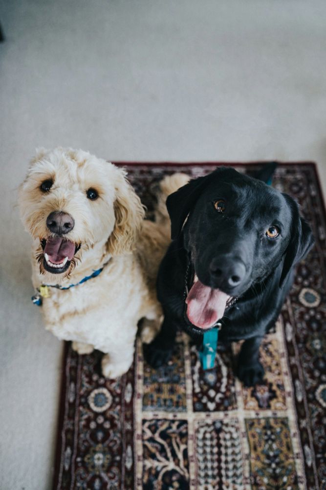 A white dog on the left and a black one on the right, sit on a colorful rug. They are looking up at the photographer happily. 