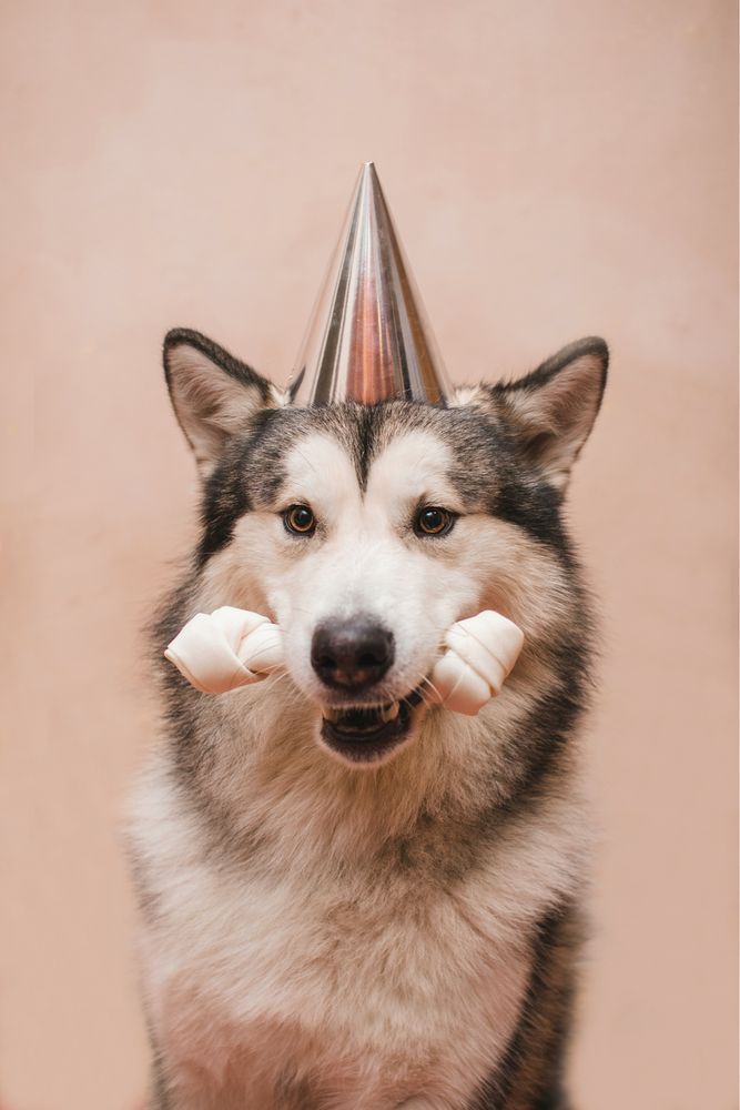 A happy-looking husky dog with a party hat, holding a chew-bone in its mouth. 
