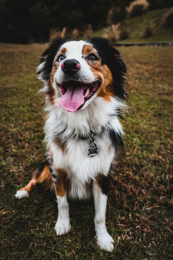 A multicolored dog sits facing the camera and appears s to smile at the world. 
