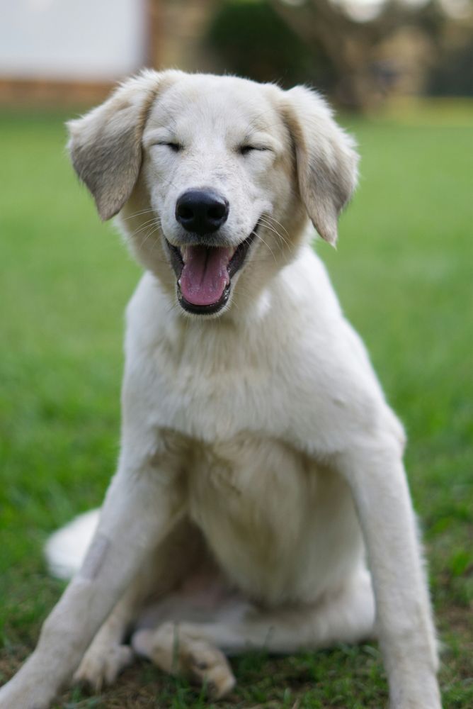 A white dog with a big happy smile sitting in a grass field. 