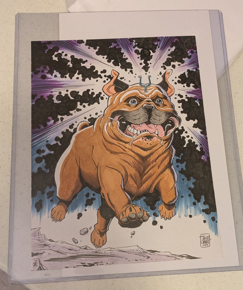 A slobbery bulldog running. 