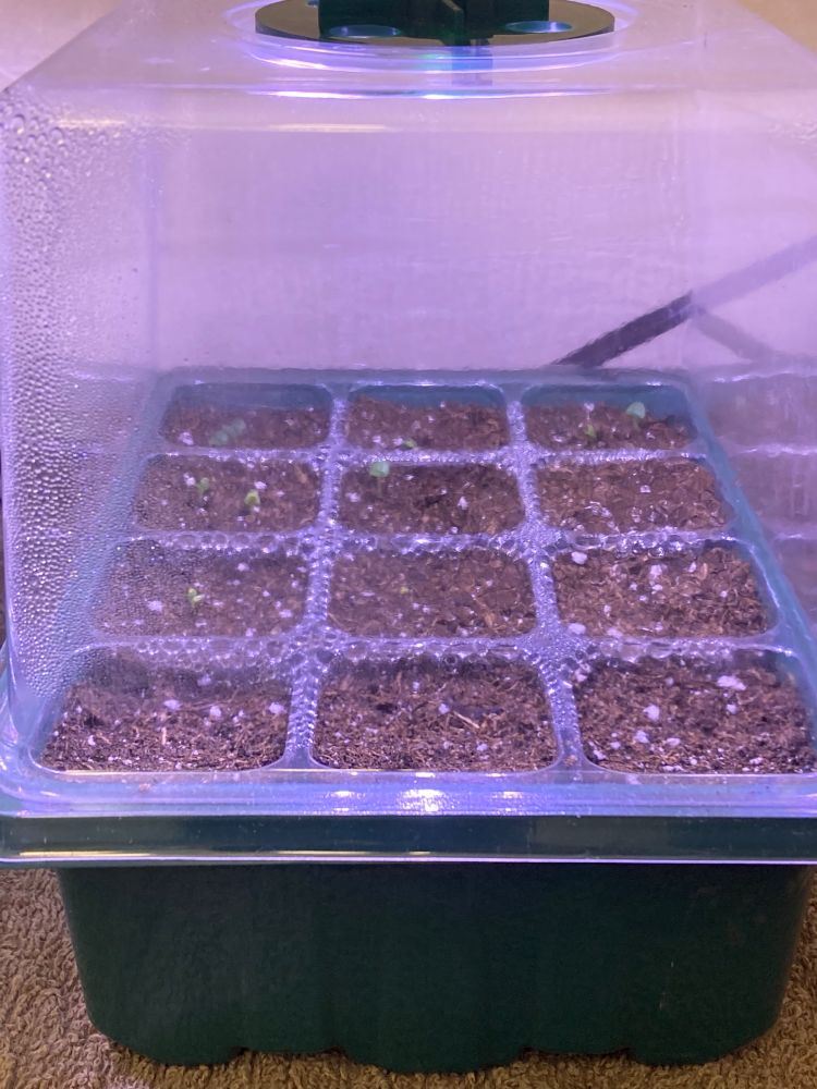 Close up of one of the trays containing two varieties of basil, starting to sprout.