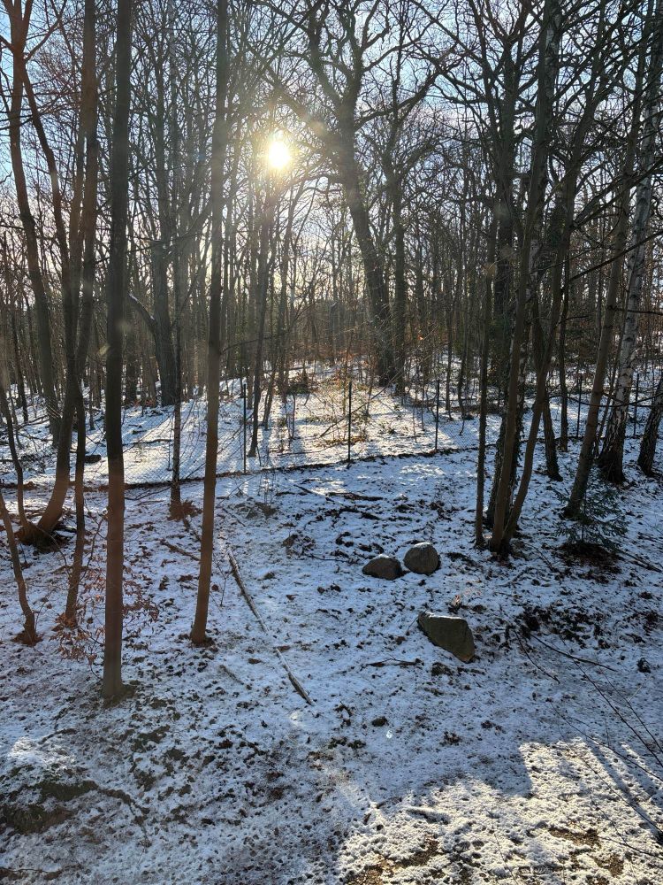 Brilla el sol débilmente en el bosque nevado