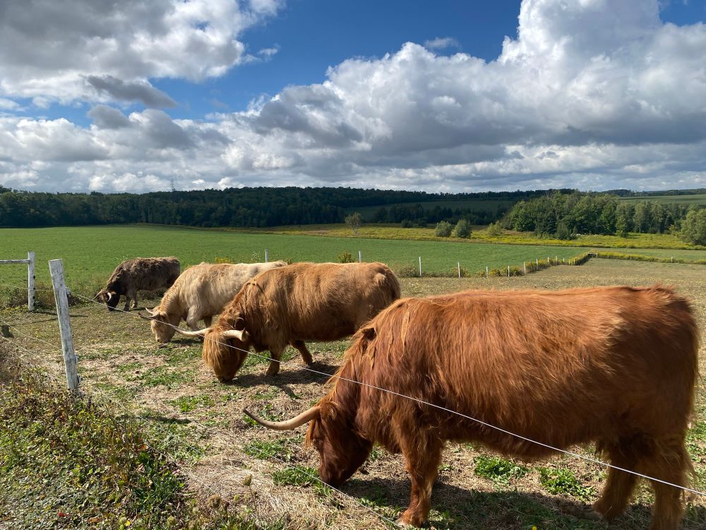 Coffee with Highland Cows