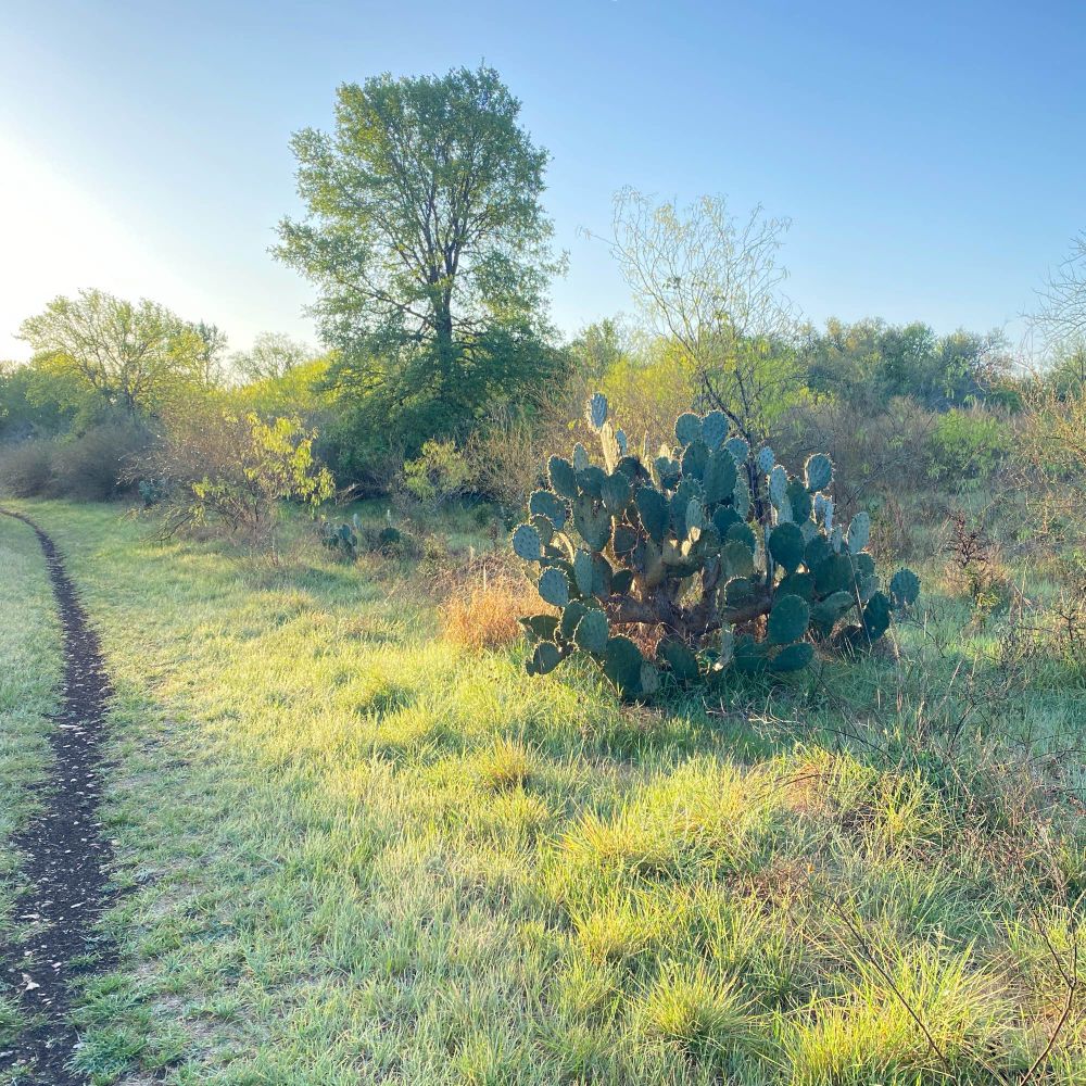 Early morning landscape with cactus in Texas