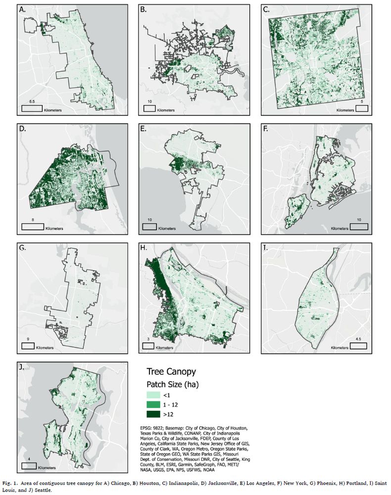 Screenshot of figure 1 of the article. The figure is 10 maps showing the distribution of tree canopy (by patch size) for Chicago, Houston, Indianapolis, Jacksonville, Los Angeles, New York, Phoenix, Portland, Saint Louis, and Seattle.