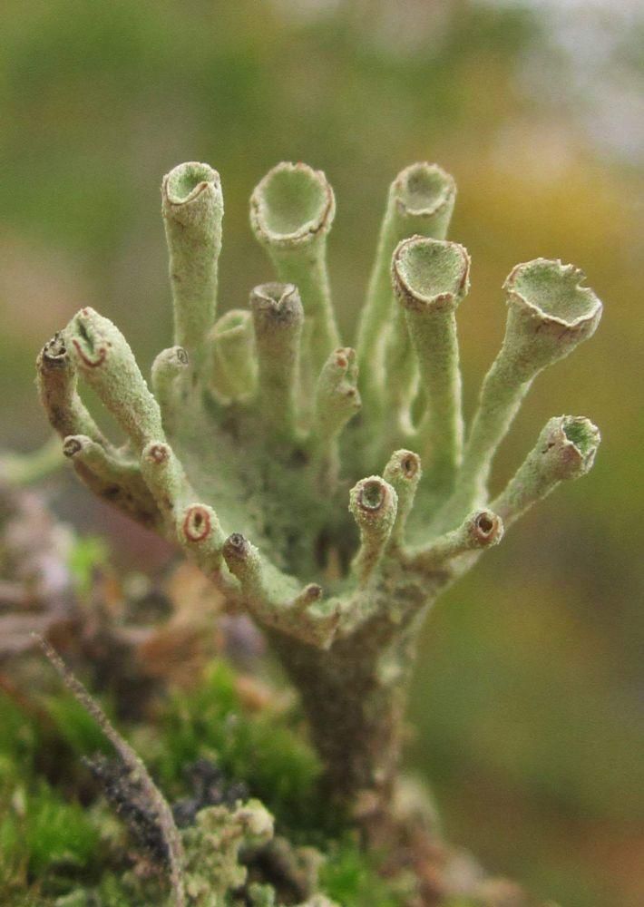 A Cladonia lichen that looks like a cup with many fingers reaching upward.