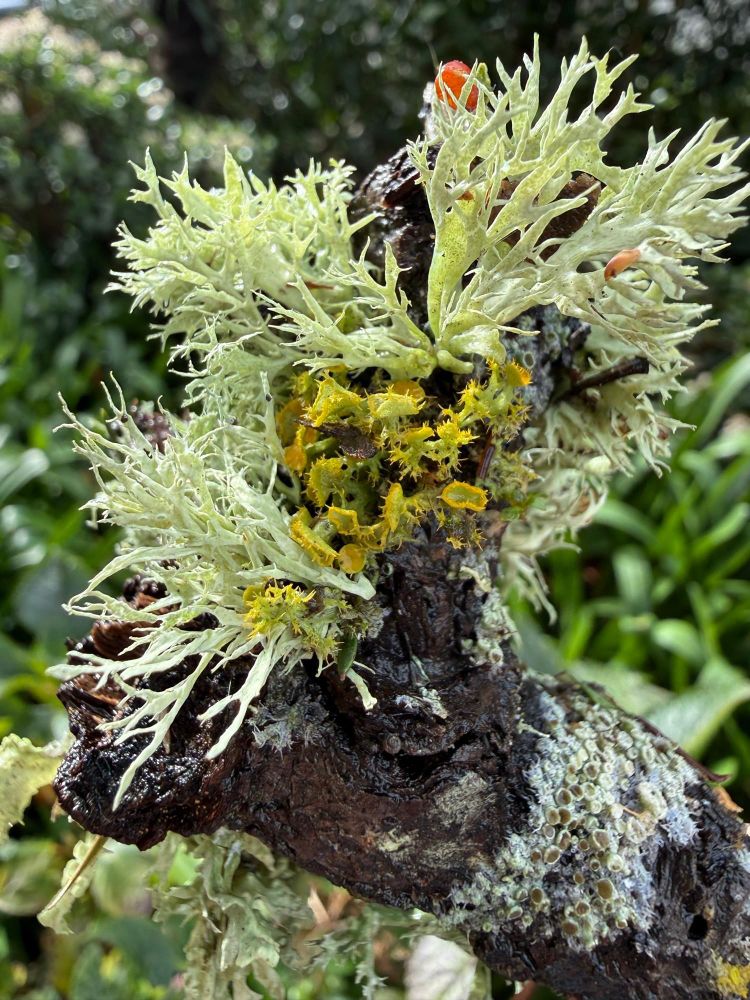 Yellow, green and red-fruiting lichens in a variety of shapes on a stick that blew off a tree. Location: Madeira.