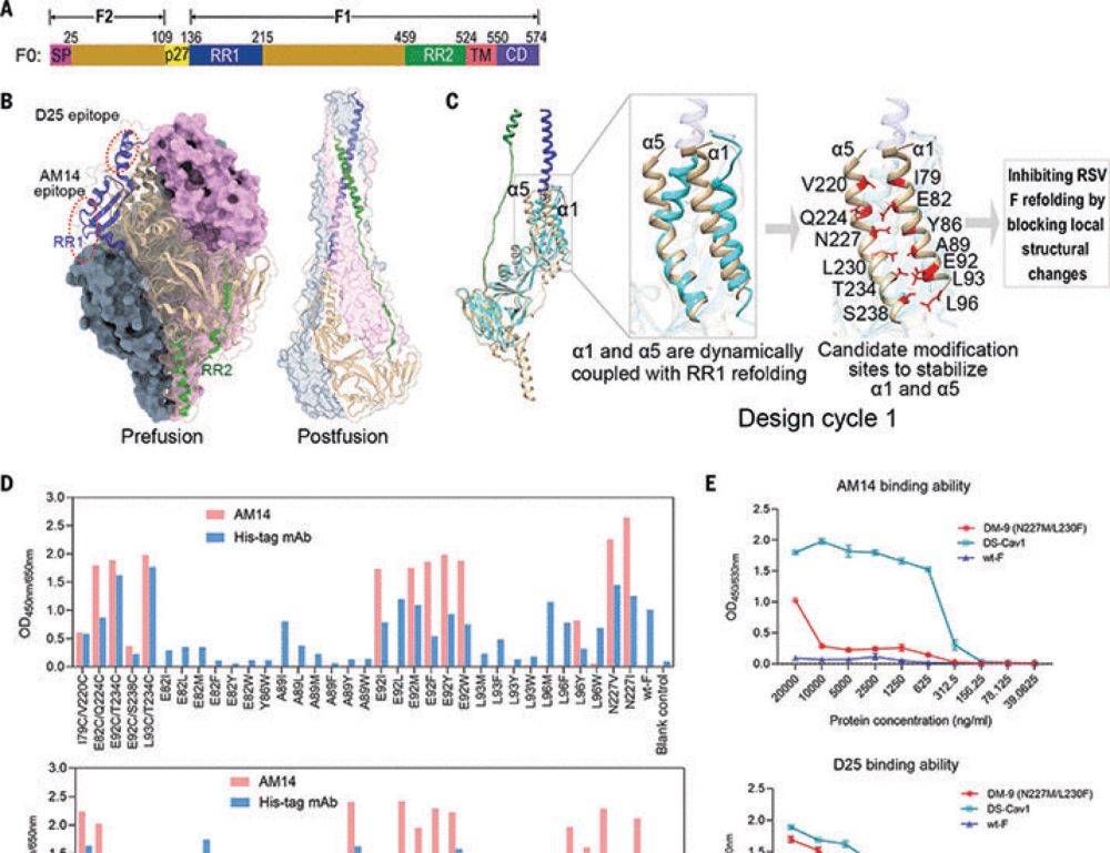 Mutating a flexible region of the RSV F protein can stabilize the prefusion conformation