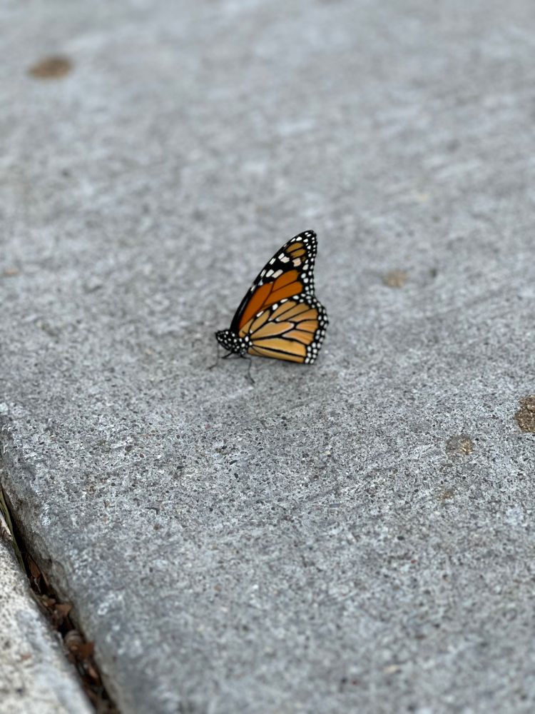 A monarch butterfly on a city sidewalk.