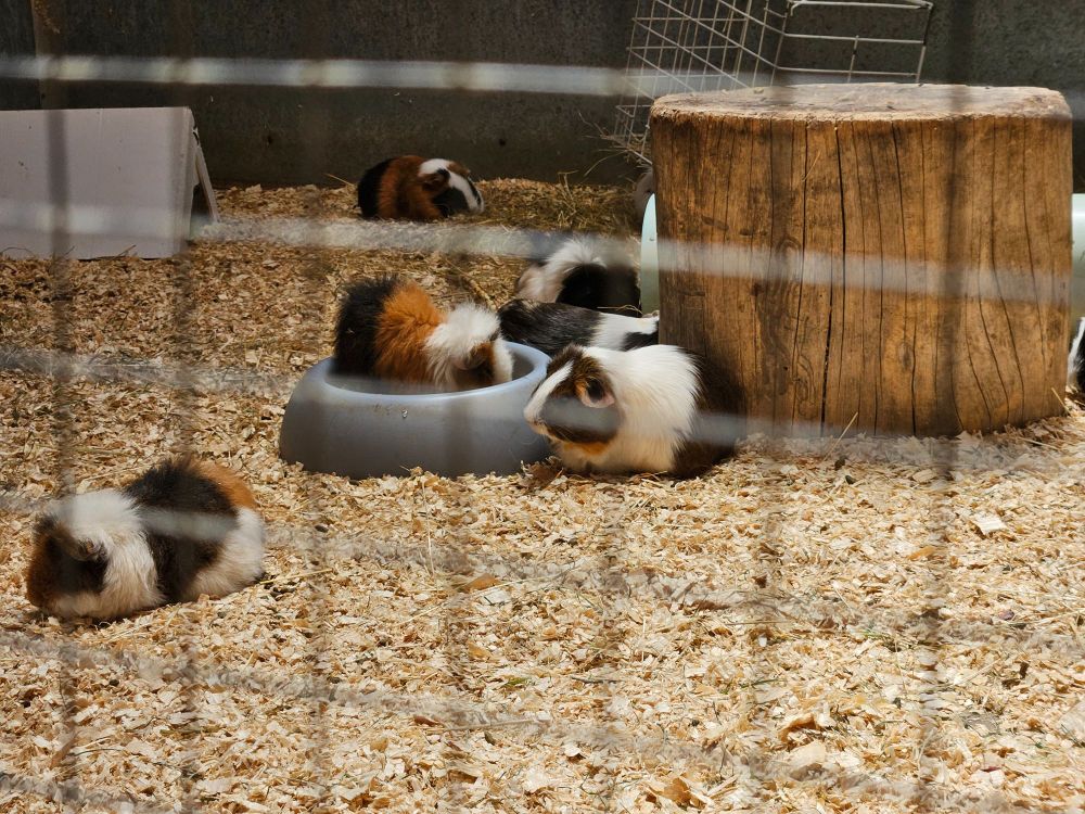 Many guinea pigs eating food one sitting in the bowl meant for everyone!