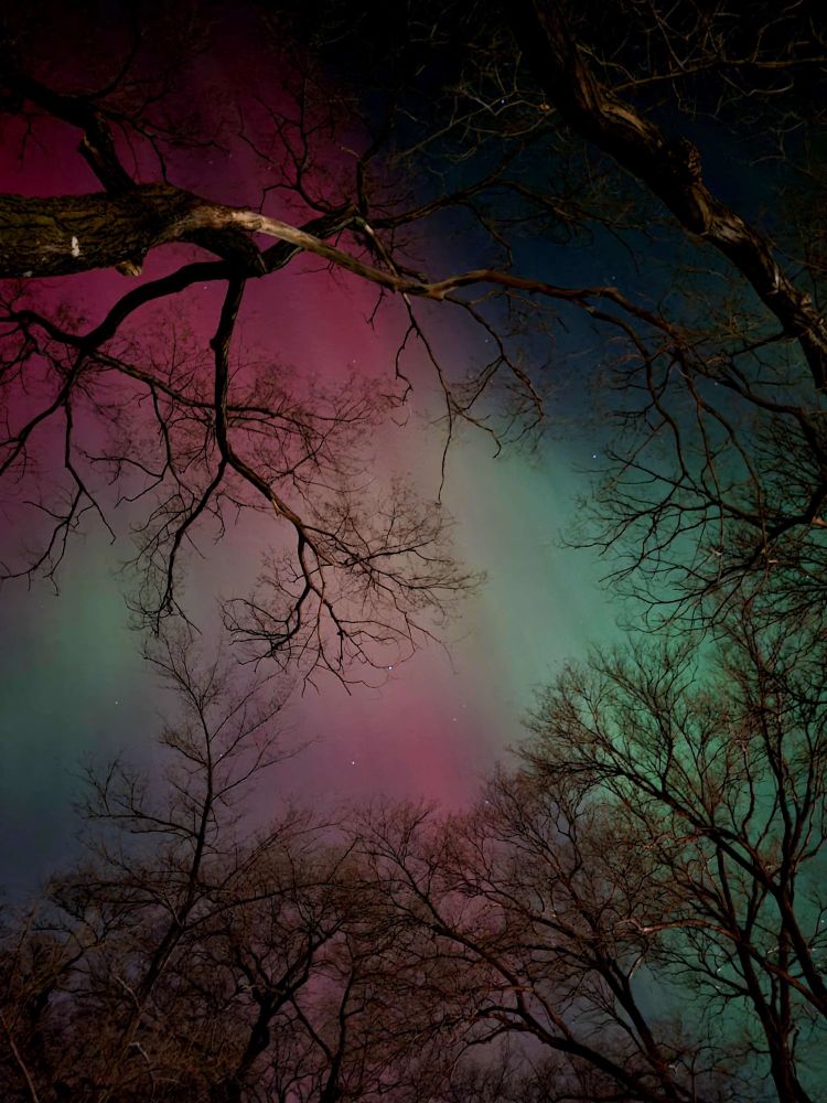 Photograph of the night sky with pink and green northern lights seen through the bare branches of trees