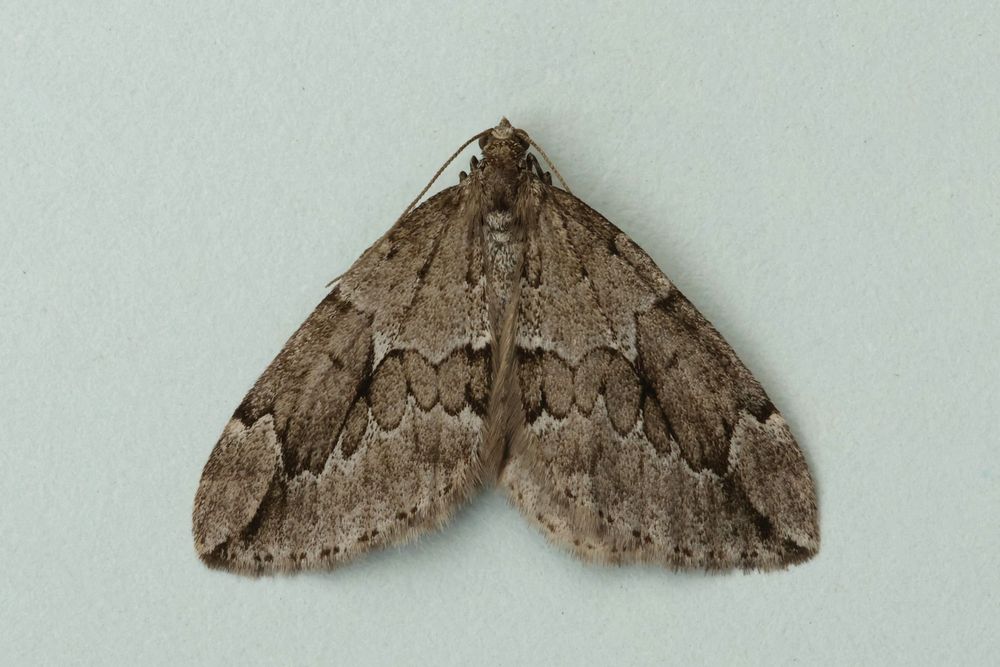 Juniper carpet moth - brown with wavy lines across its wings on a pale background.