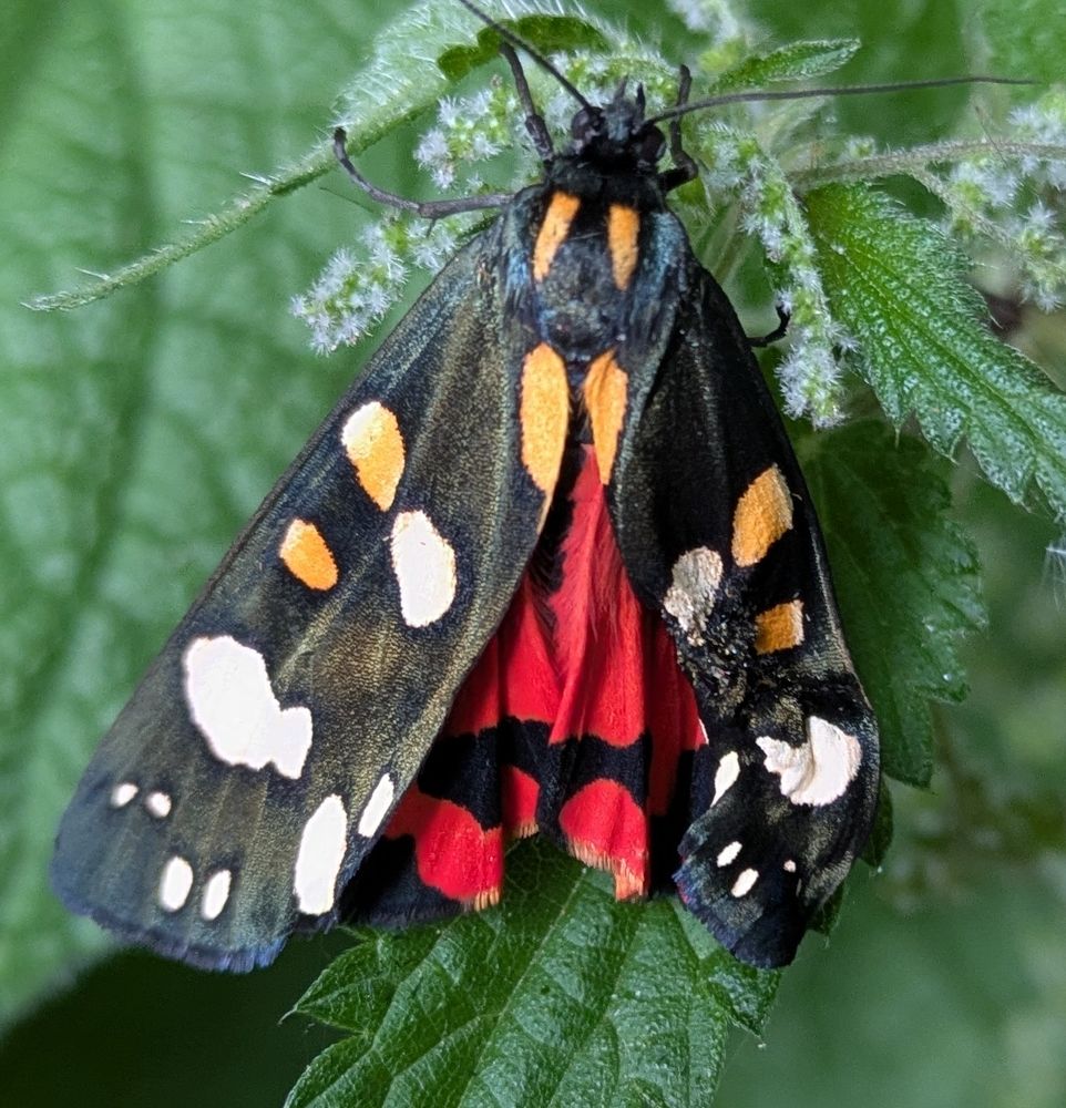 A moth with red underwings and black wings with white and orange blotches.