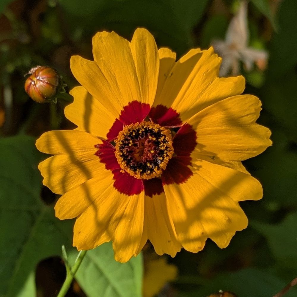 Yellow coreopsis flower with a red centre.