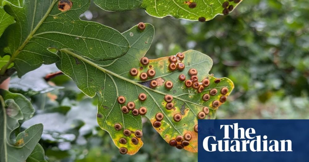 Country diary: An autumnal netherworld of galls, blisters and lesions | Nic Wilson