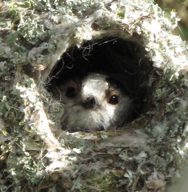 A long-tailed tit's face in close up looking out of a lichen and wool covered nest.