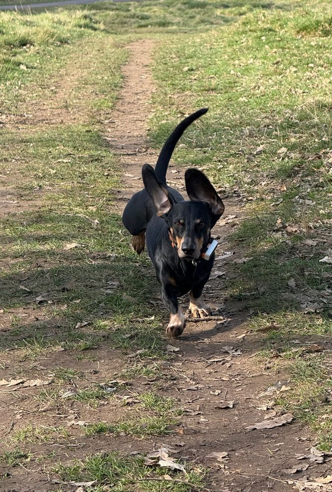 Black and tan dachshund running towards the camera with flapping ears 