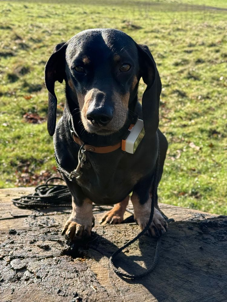 Dachshund sitting on a tree stump looking very hopeful 