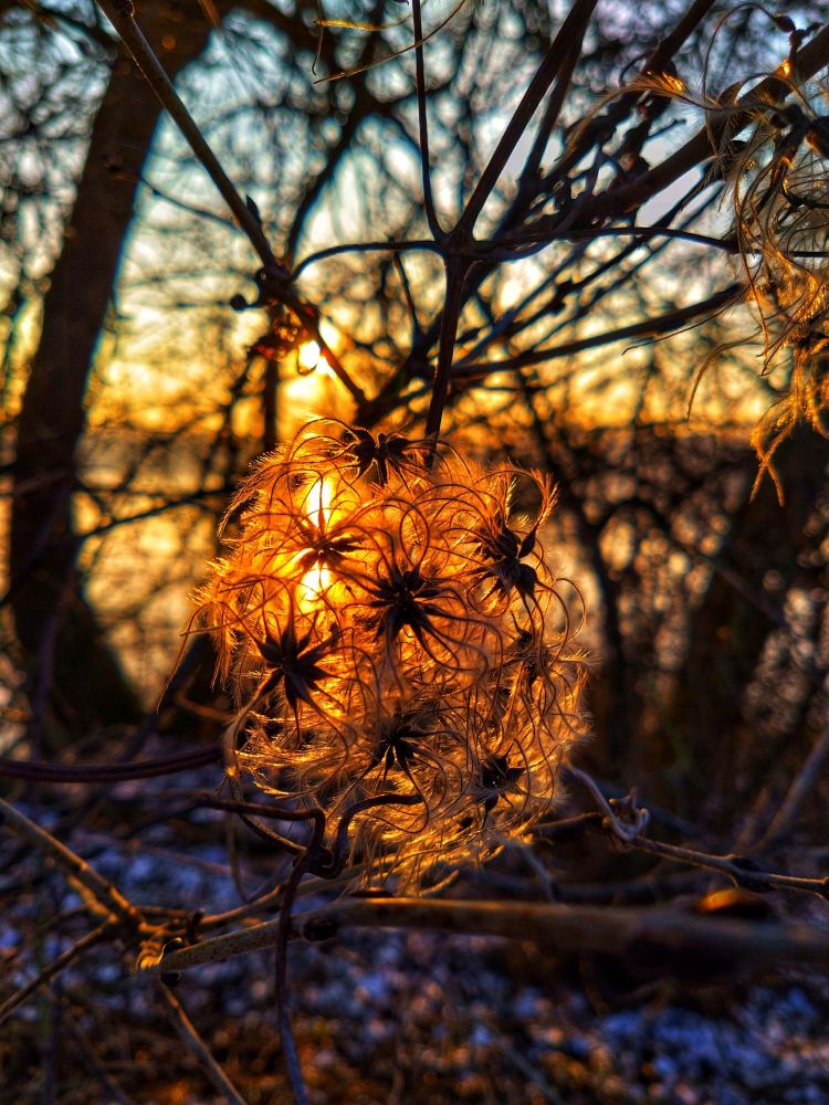 Die Sonne scheint während sie untergeht durch den Samenstand einer wilden Clematis. Die fluffig zarten Samen werden dadurch in goldenes Licht getaucht und leuchten. Der Hintergrund ist gelborange verschwommen. Bäume sind schemenhaft zu erkennen