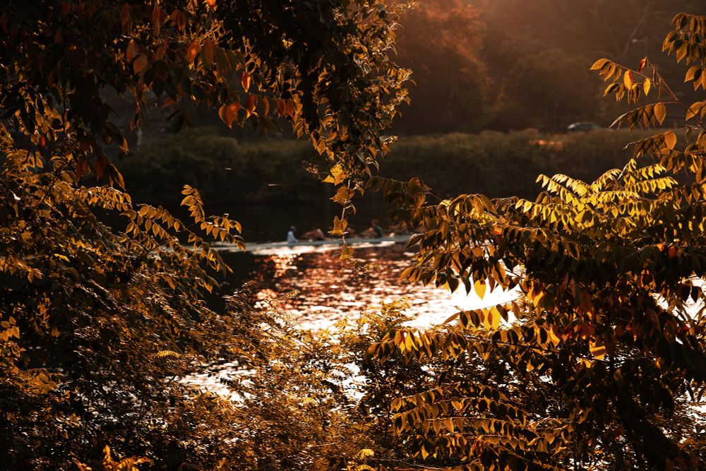 
A river flowing through dense trees, lit by afternoon sun. The scene holds quiet defiance, ancestral memory, and the motion of women who carry forgotten languages.
