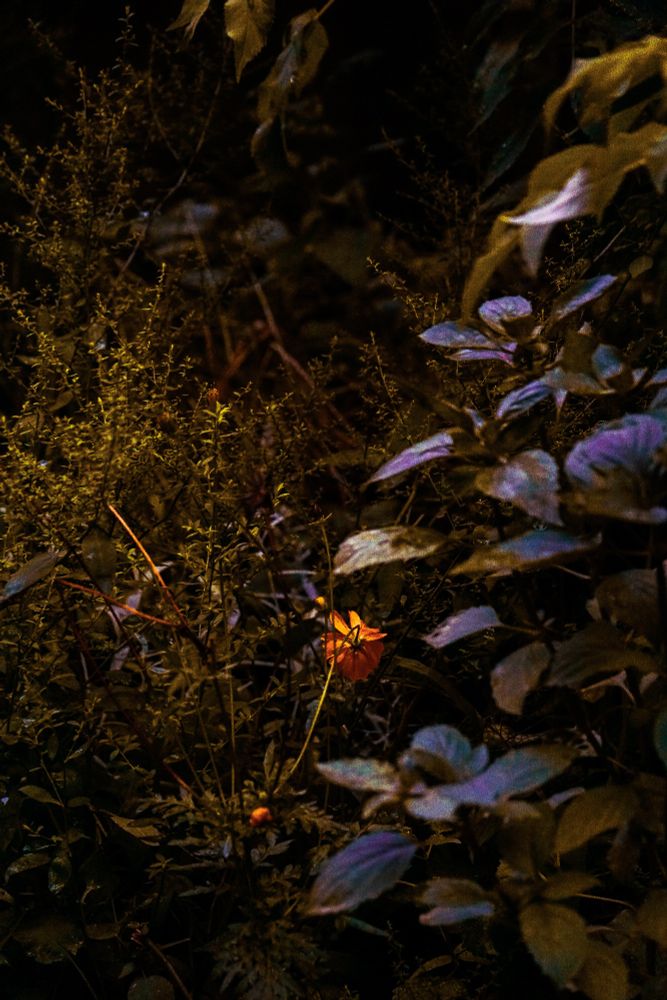 Dense foliage holds shadow and texture, but a single orange flower interrupts the field—bright, exact, unblurred. The orange does not decorate; it punctures. Leaves crowd the frame in layered greens and browns, but the orange remains the visual anchor. It operates as signal, not accent—held against darkness with full consequence.
