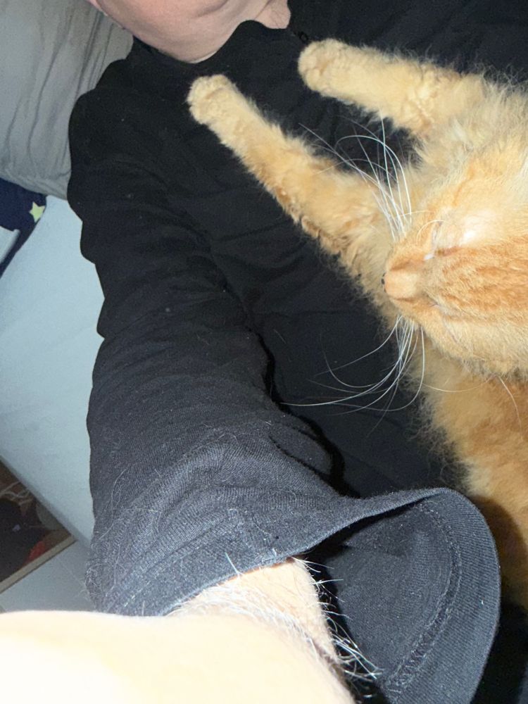 Spoiler, eine orangefarbene Laperm-Katze, liegt auf meinem Bauch und hat ihren Wuschelkopf in Richtung meiner Hand gedreht, die das iphone hält. Wir liegen auf meinem Bett, ich trage einen dunklen Pullover und eine dunkle Hose. Spoiler hat wuscheliges Fell und ein rundes Gesicht.