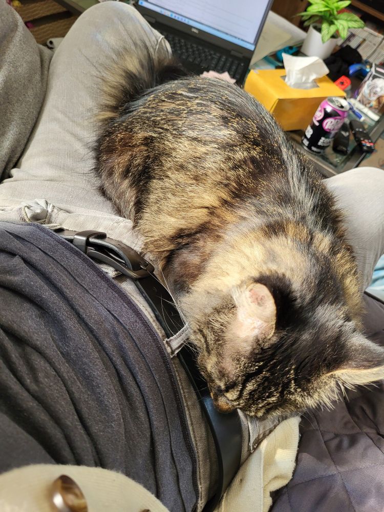 Very fluffy cat on lap