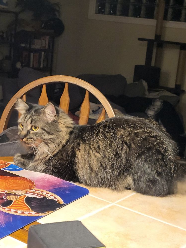 A cat sitting on a table.