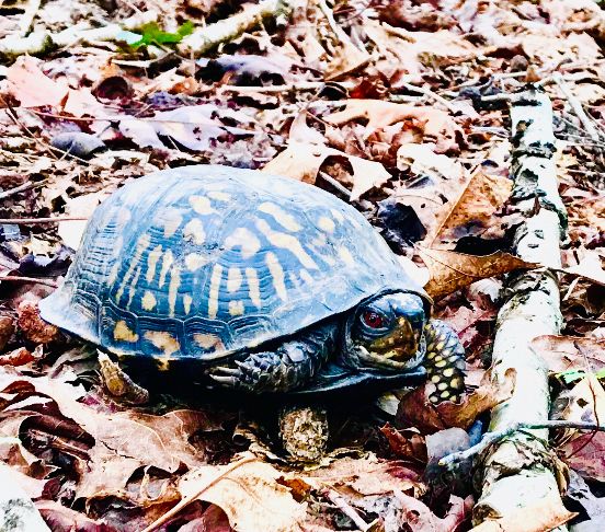 A frowing native box turtle named Strange Peter. He lives on a hill, as a wild turtle, in the hardwood forest of our farm where he was born. He has a name because we see him often enough to say hello, not because he is a domestic turtle. 

He’s not the turtle from the story, but is the same species as the ones we were looking for. 

He’s is quite pretty. 