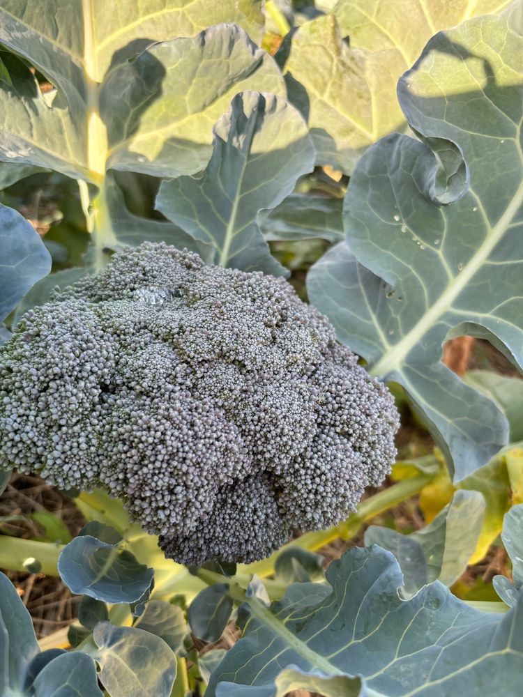 A lovely head of broccoli in the field. 