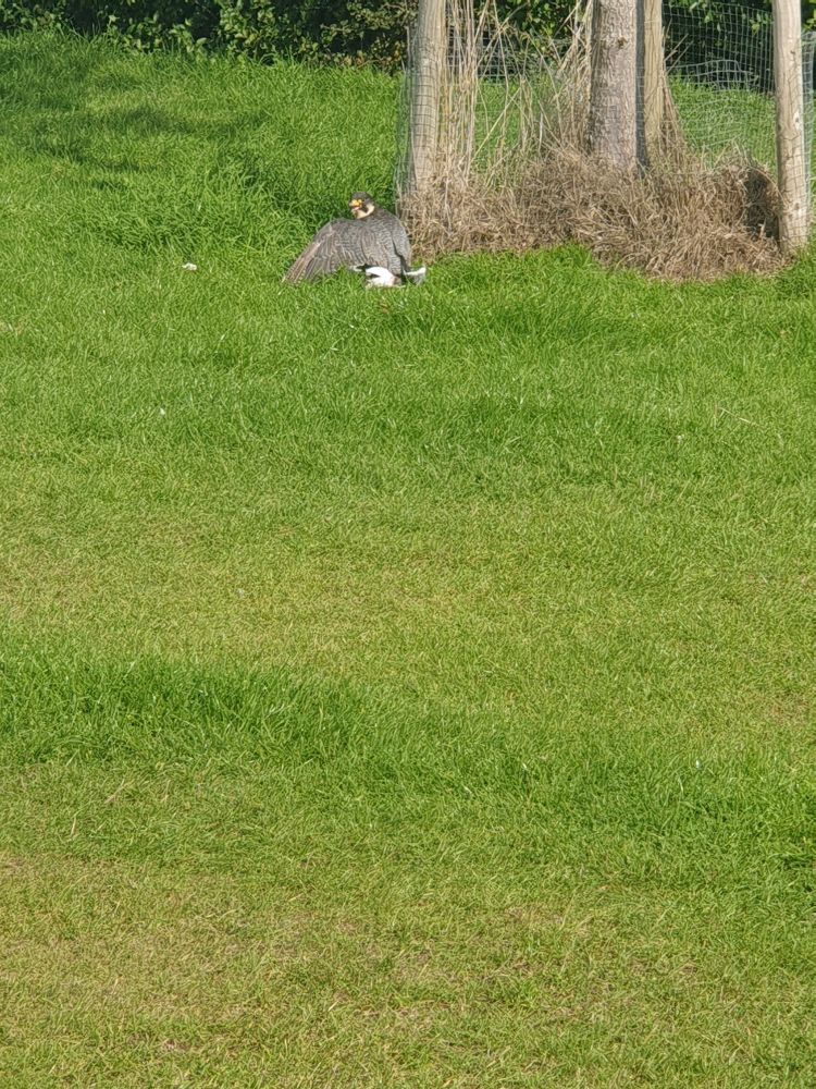 The falcon shielding its prey with a wing , i started to back off here - didn't want this beauty thinking i was a threat in any way or wanted their kill 