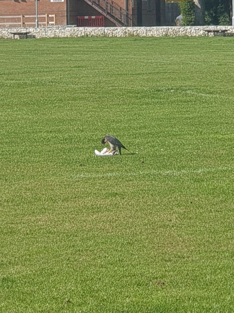 The falcon hooking its head over its prey to start its meal