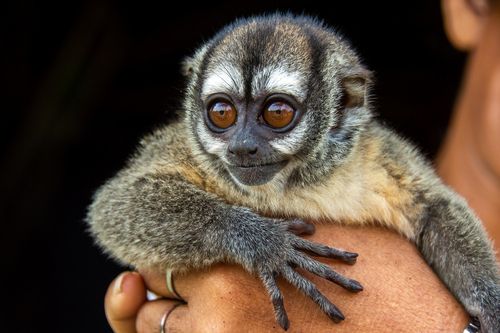 A photograph of the Aotus nancymaae (Ma's night monkey).