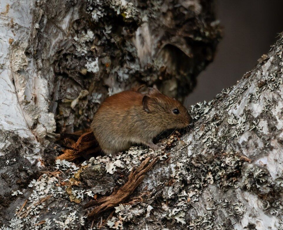 Photo of red-backed vole