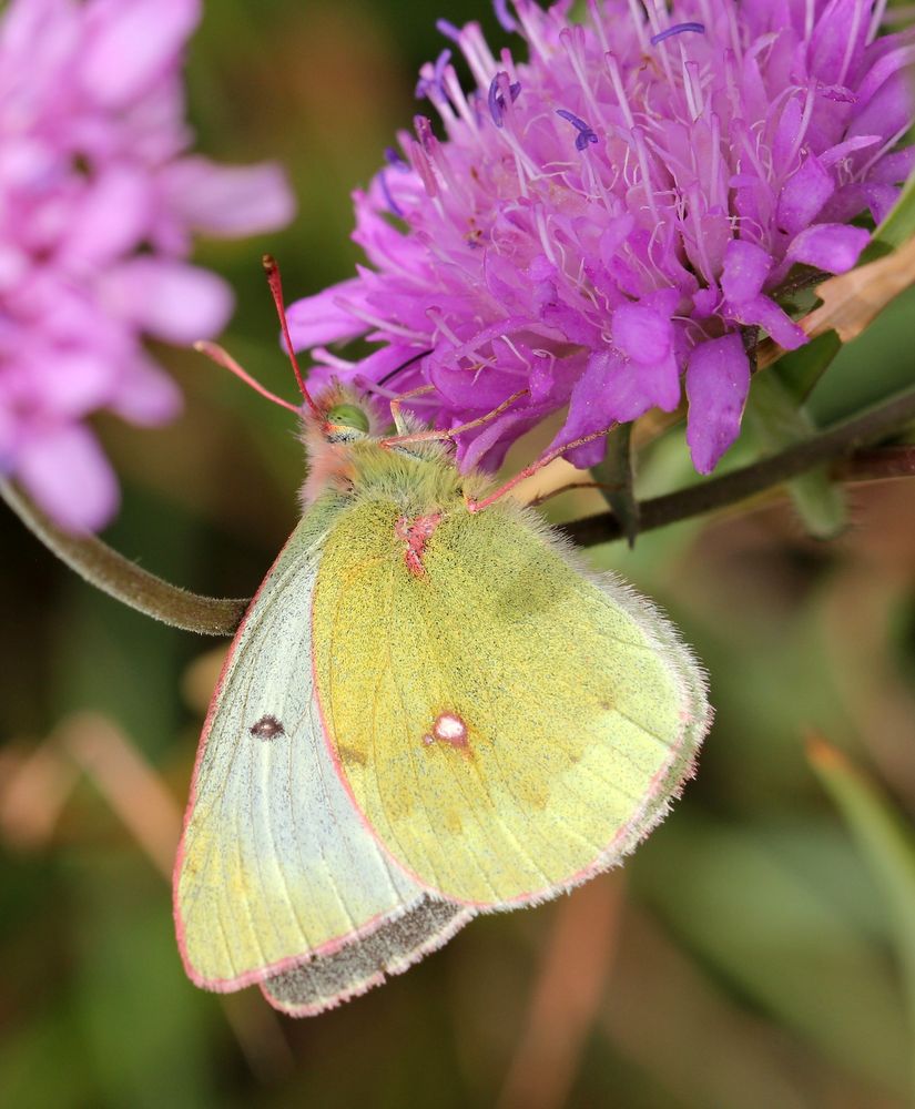 Photo of butterfly, mountain clouded yellow