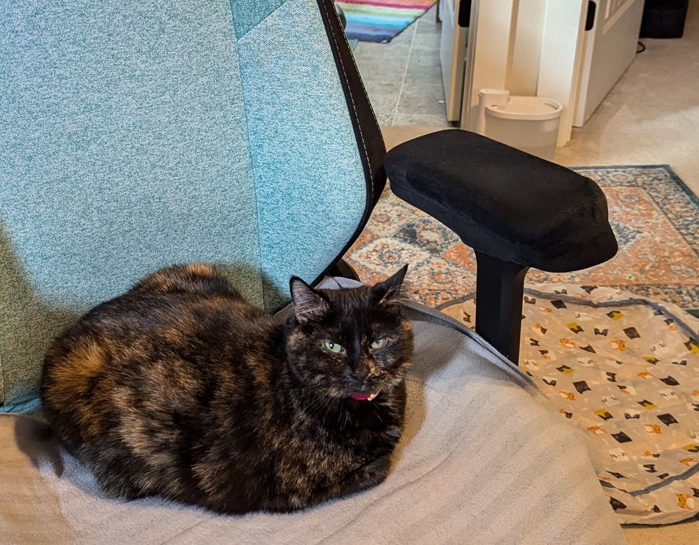 Tortie cat on desk chair 