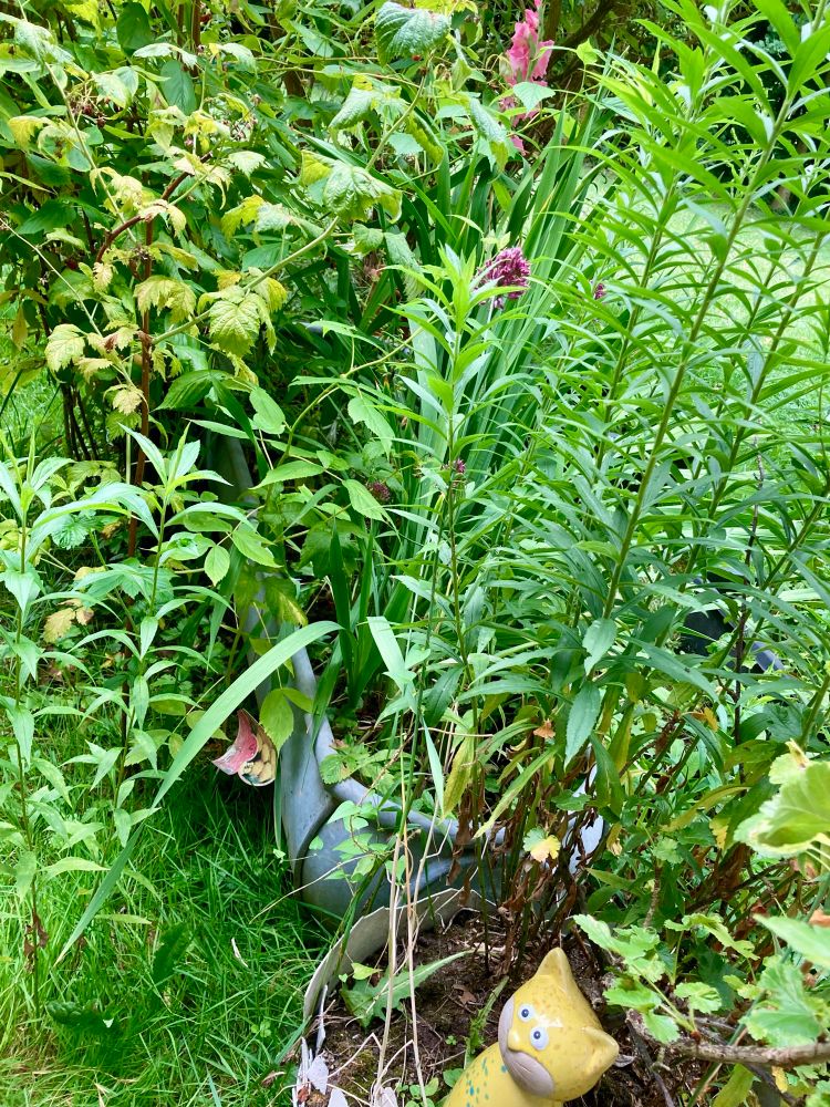 Ausschnitt eines kleinen Gartenstücks. Vorne rechts ein weißer Plastiktopf mit angebrochener Kante mit Jostabeeren, Beikräutern, blühendem Zierlauch und gelber Dekokatze. Dahinter eine alte, mit allem Möglichen bepflanzte Badewanne, in der hinten eine blühende Gladiole durch das Grün schimmert. Links wächst ein ungebändigter Himbeerstrauch auf dem ungemähtem Gras.